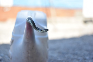 grass-snake is ubiquitous with humans
