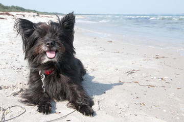Hund am Meer Insel R&uuml;gen