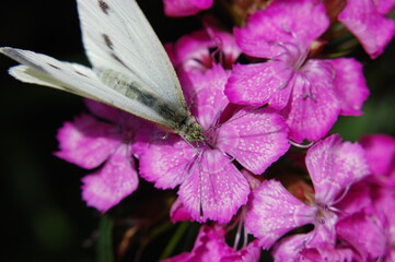 Pieris brassicae & Dianthus. Motyl bielinek kapustnik spija nektar z kwiatu goździka. - obrazy, fototapety, plakaty