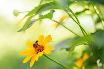 .Bee and flower. Close up of a large striped bee collecting pollen on a yellow flower on a Sunny...