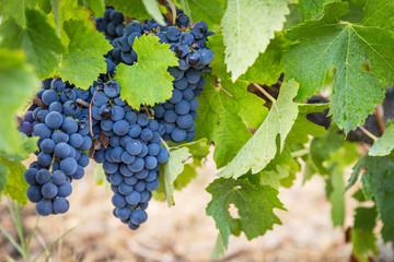 Grapes in a vineyard before harvest