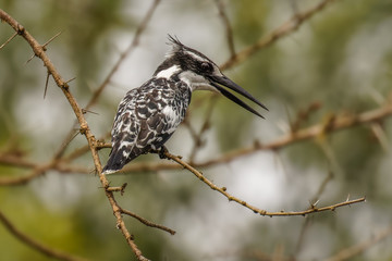Obraz premium Pied Kingfisher (Ceryle rudis) on the riverbanks of the Victoria river, Murchison Falls National Park, Uganda.