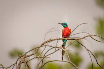 Southern carmine bee-eater (Merops nubicoides), Murchison Falls National Park, Uganda.