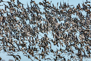 gänse © Klaus Haase 