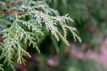 Dew lies on the branches of the thuja in the early foggy morning
