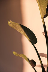 Palmblatt schöne Schatten an der Wand. Kreatives, minimales, gestyltes Konzept für Blogger. © Pixasquare