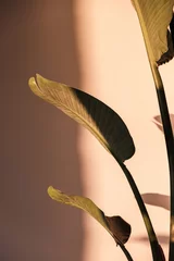 Palmblatt schöne Schatten an der Wand. Kreatives, minimales, gestyltes Konzept für Blogger. © Pixasquare
