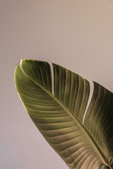 Palm leaf beautiful shadows on the wall. Creative, minimal, styled concept for bloggers.
