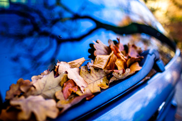 leaves at a car