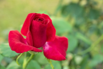Red Rose Flowers