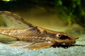 Royal Farlowella Catfish, peaceful and useful cute freshwater algae eater species, macro portrait...