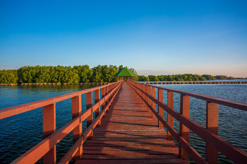 Suspension bridge in mangrove forest, tropical site,The forest mangrove with wooden walkway bridge,Red bridge and bamboo line,Tropical Climate