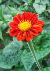 orange gerbera flower