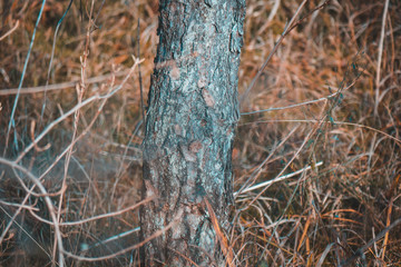 Fototapeta premium Macro tree