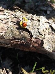 Walk through the woods. Beetle meeting.