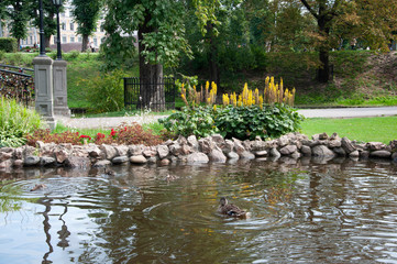ducklings in the Park by the pond