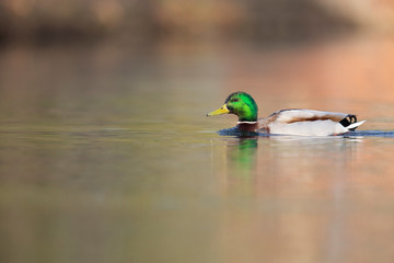 Obraz premium An adult male mallard (Anas platyrhynchos) swimming and foraging in a pond in the city of Berlin Germany. Photographed from a low-angle in the water.