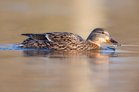 An adult female mallard (Anas platyrhynchos) swimming and foraging in a pond in the city of Berlin Germany. Photographed from a low-angle in the water.