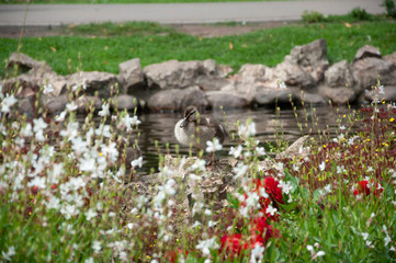 ducklings in the Park by the pond