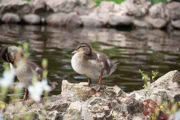 ducklings in the Park by the pond