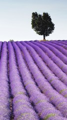 Purple Flower On Field Against Sky