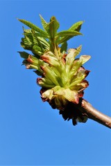 blauer himmel vor blume,  Blumen Nahaufnahme, Postkarte, Gru&szlig;karte, Wallpaper, floraler Hintergrund, Platz f&uuml;r Text, Vorgarten, Naturschutz, Gartenarbeit, Fr&uuml;hlingsanfang, Knospe