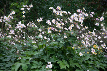 white flowers in the garden