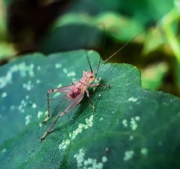 Brown color insect siting on the green color leaf and green background.