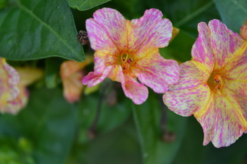 Flores do Huambo