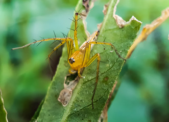 Yellow color spider siting on the green leaves and green background.