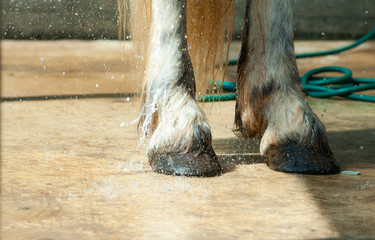 Horse hooves being washed
