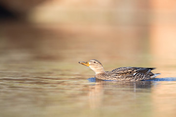 An adult female mallard (Anas platyrhynchos) swimming and foraging in a pond in the city of Berlin Germany. Photographed from a low-angle in the water.
