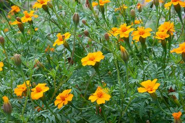 Orange flowers in the Park
