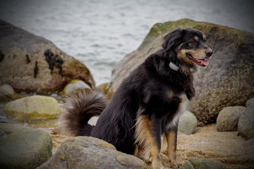 Happy Shepard dog on the beach 