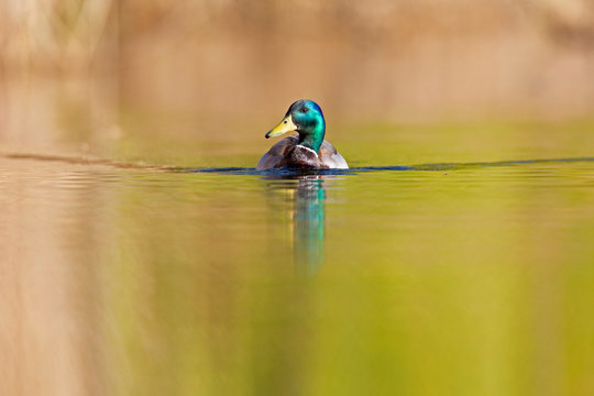 An adult male mallard (Anas platyrhynchos) swimming and foraging in a pond in the city of Berlin Germany. Photographed from a low-angle in the water.