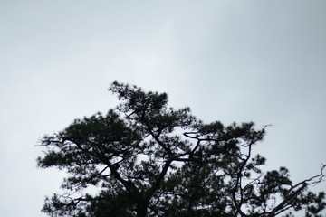 Obraz premium sky and tree