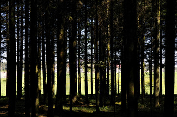 Der sommer im Schwarzwald