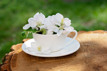 White spring apple blossoms flowers in a coffee cup on a natural wooden background. Spring summer concept. Copy space.