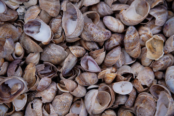 close up of a pile of beach shells 