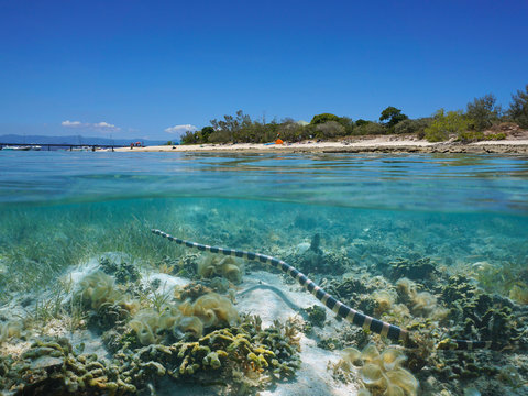 A yellow-lipped sea krait snake underwater near the shore of Signal island, split view over and under water surface, New Caledonia, south Pacific ocean, Oceania