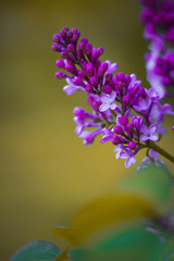 Fototapeta premium lilac flowers on a green background
