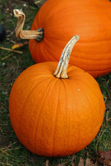 Jack o lantern pumpkin squashes