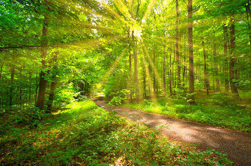Frühlingssonne auf einem Waldweg