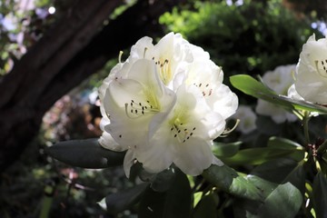 Fleurs blanches de rhododendron au printemps - Ville de Corbas - D&eacute;partement du Rh&ocirc;ne - France