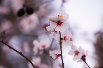 El aviso de que la primavera está al llegar. 
Primavera anticipada. 
