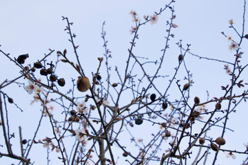 El aviso de que la primavera está al llegar. 
Primavera anticipada. 