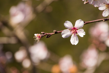 El aviso de que la primavera está al llegar. 
Primavera anticipada. 