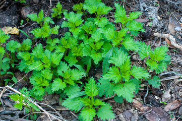 Fresh green shoots of wild nettle.