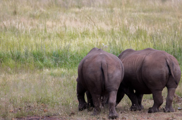 Fototapeta premium rhino in the grass