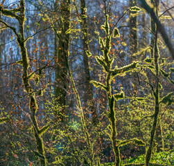 Fototapeta premium sunny illuminated forest scenery